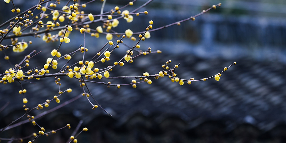 Flores wintersweet em Hangzhou, leste da China