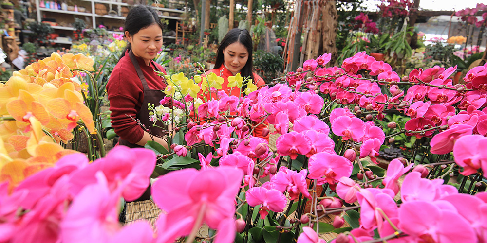 Setor de varejo de flores se prepara para demanda do Festival da Primavera