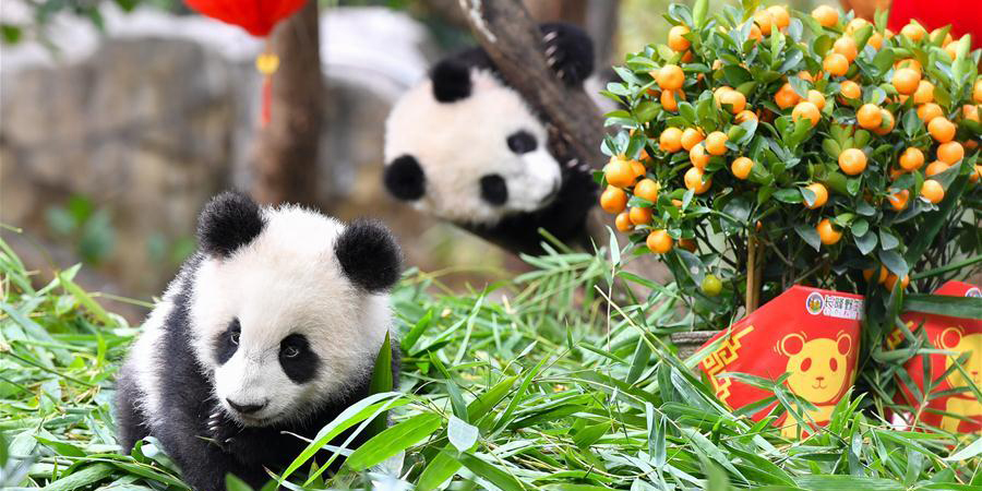 Pandas-gigantes aproveitam presente especial do Festival da Primavera em parque de Guangzhou