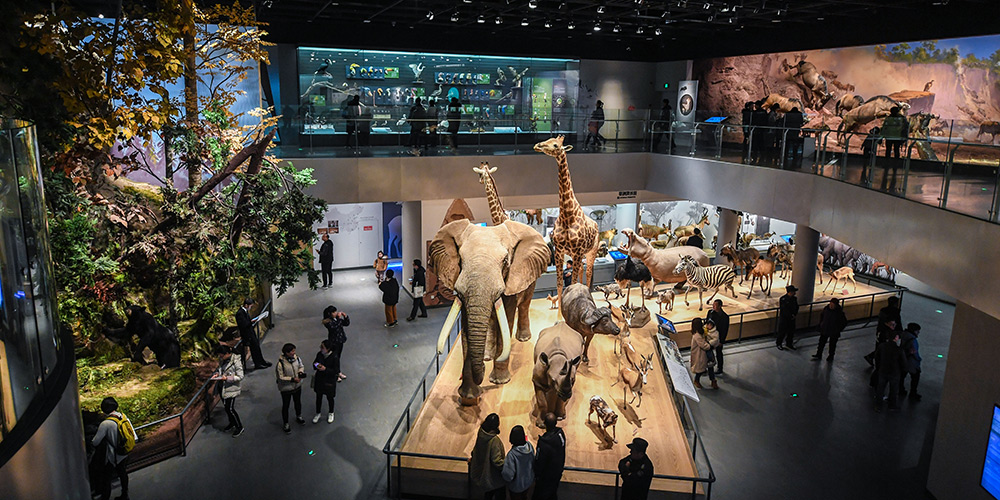 Filial de Anji do Museu de História Natural de Zhejiang recebe muitos visitantes durante as férias de inverno