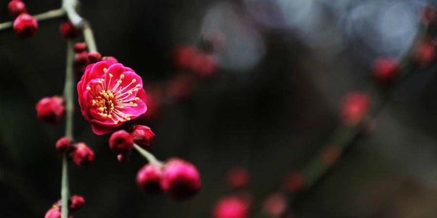 Fotos: Pessoas aproveitam paisagem de flores de ameixeira