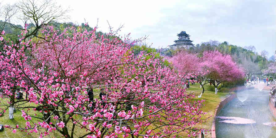 Galeria: Flores florescem ao redor do país durante o Festival da Primavera