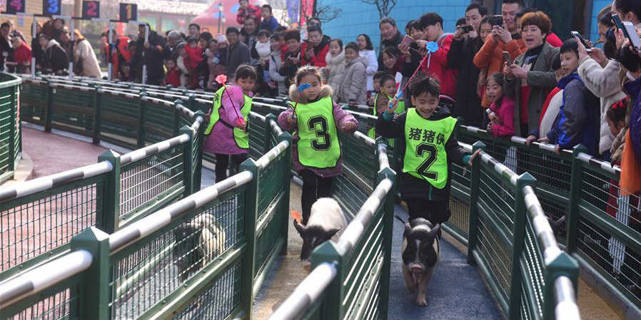 "Corrida" de mini porcos em Jiangsu