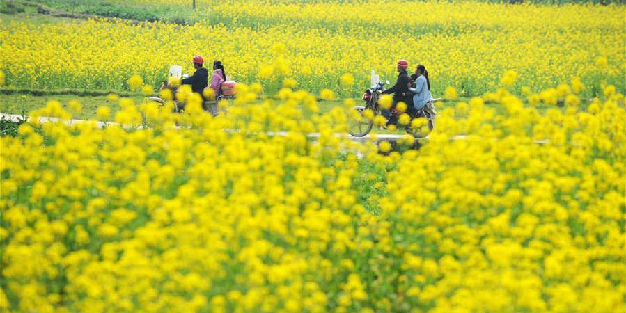 Fotos: Flores de colza em Guizhou