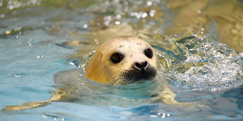 Filhote de foca recém-nascido no parque temático Harbin Polarland