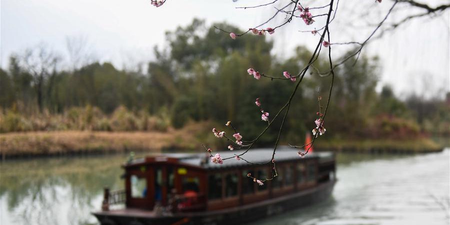 Turistas observam flores de ameixa em parque de Hangzhou, leste da China