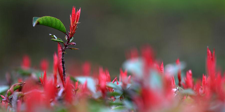 Em imagens: Folhas da primavera em Bijie, no sudoeste da China