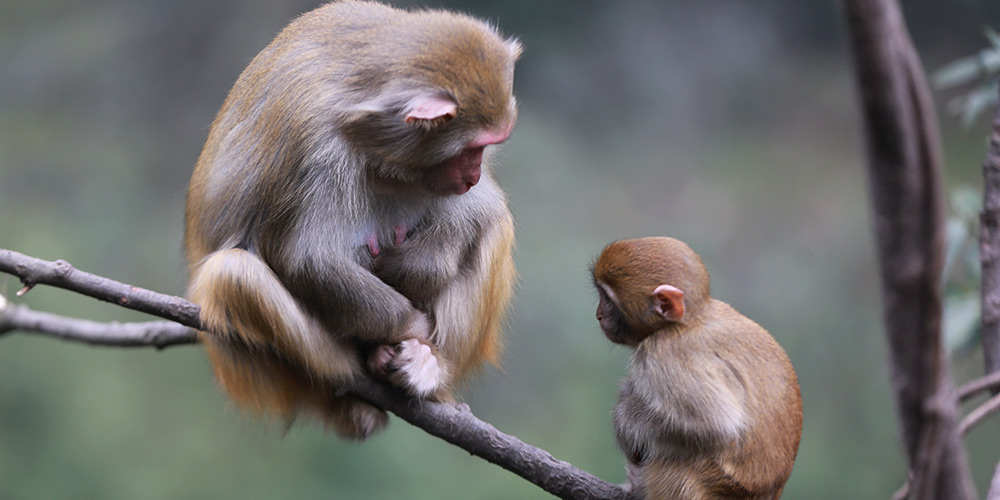 Macacos atraem atenção de turistas Parque Nacional de Wulingyuan em Zhangjiajie, centro da China