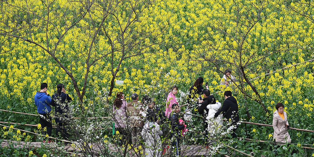 Moradores apreciam flores de canola em Chongqing, sudoeste da China