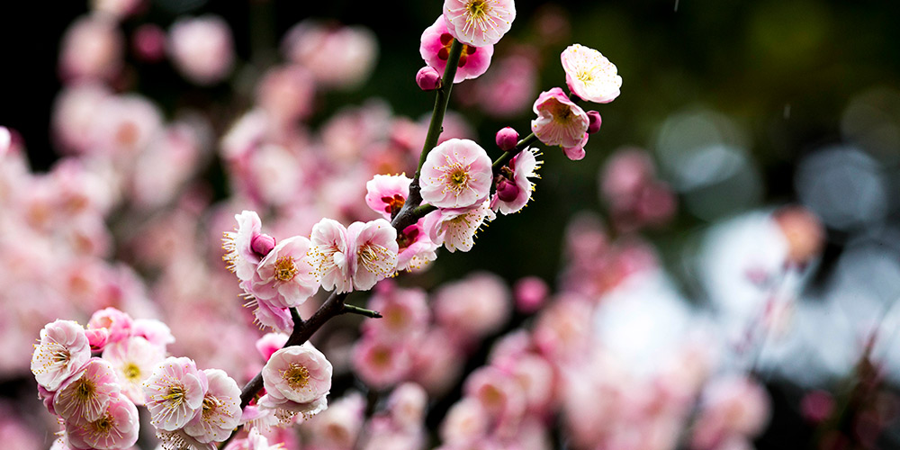 Flores de ameixeira após chuvisco de primavera