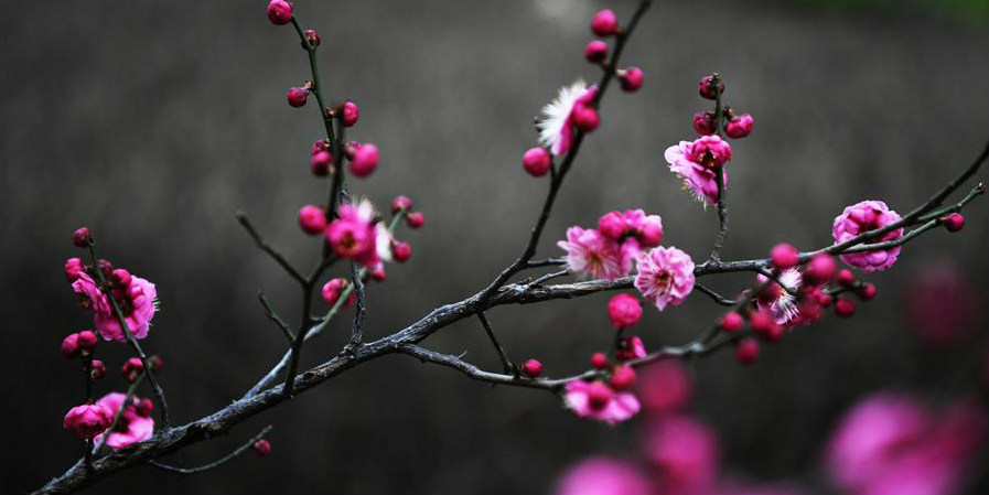 Fotos: Flores de ameixa em Shandong