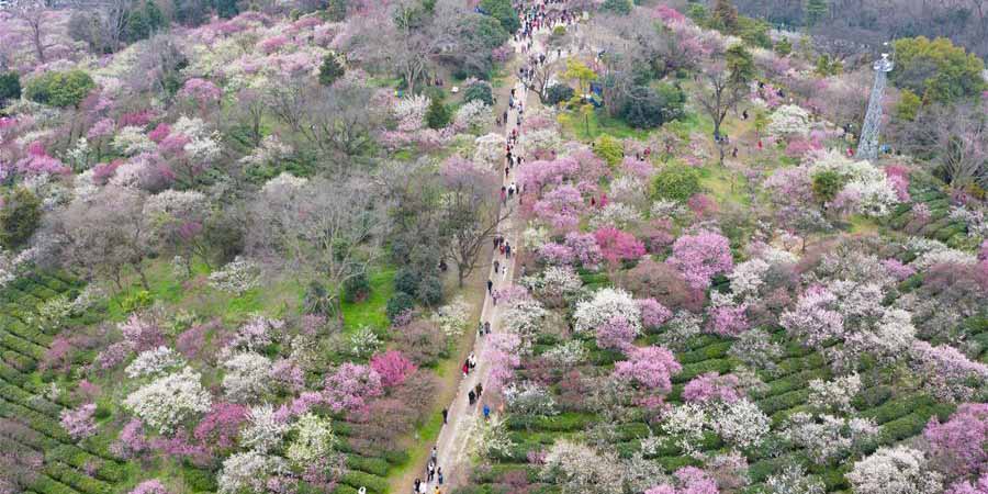 Fotos: Chineses apreciam paisagem de flores no início da primavera