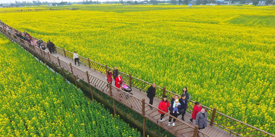 Campos de flores de colza atrem turistas em Sichuan