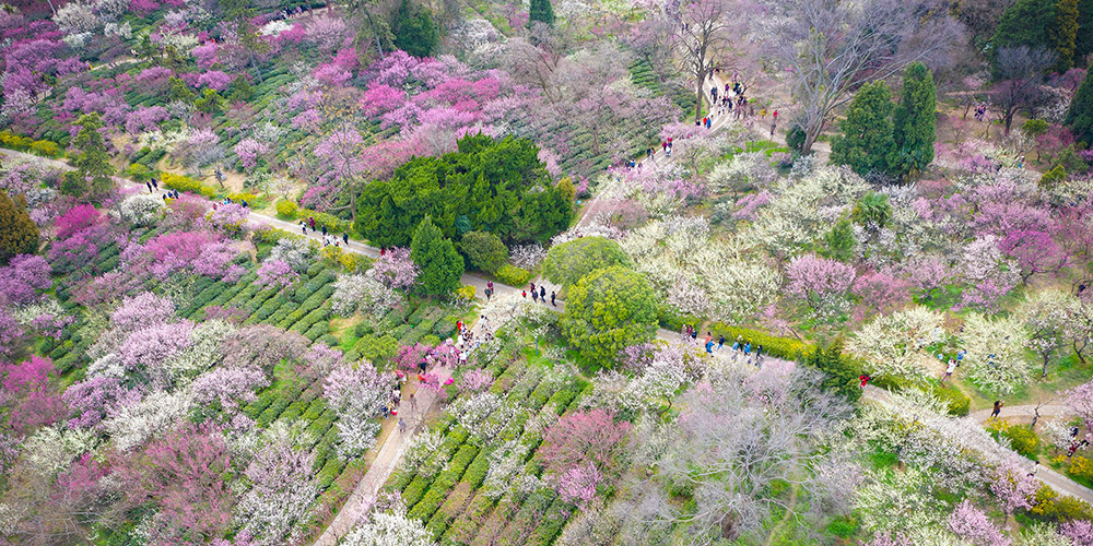 Turistas apreciam paisagem de flores em Jiangsu, leste da China