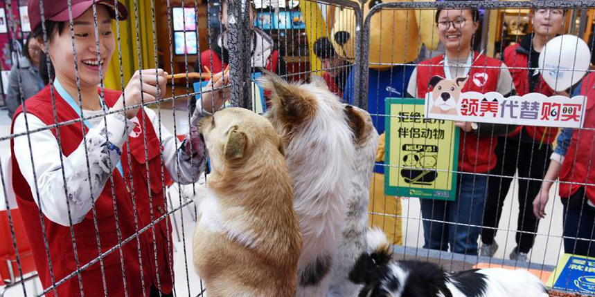 Campanha "adote, não compre" em Qingdao busca adoção para animais abandonados