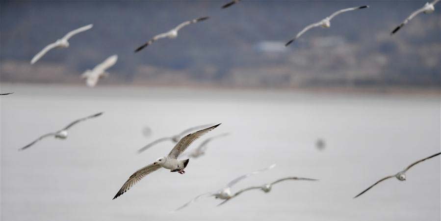 Pântano Jingxin em Jilin: Lar temporário para muitas aves migratórias no início da primavera