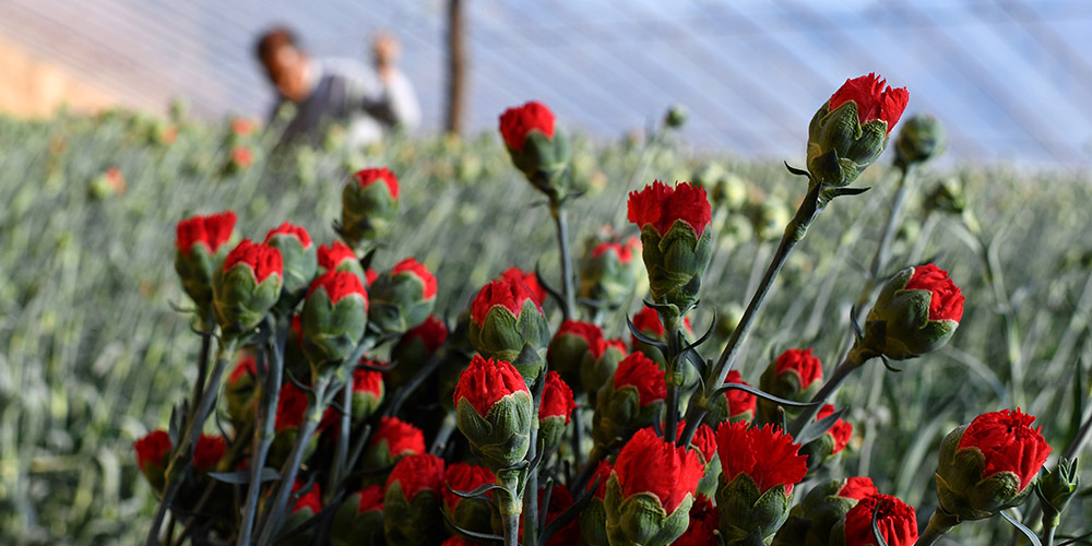 Indústria das flores ajuda no alívio da pobreza em Shanxi, norte da China