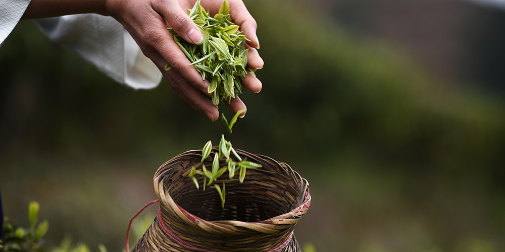 Distrito de Danzhai em Guizhou muda modo de gestão tradicional de plantação de chá para promover alívio da pobreza