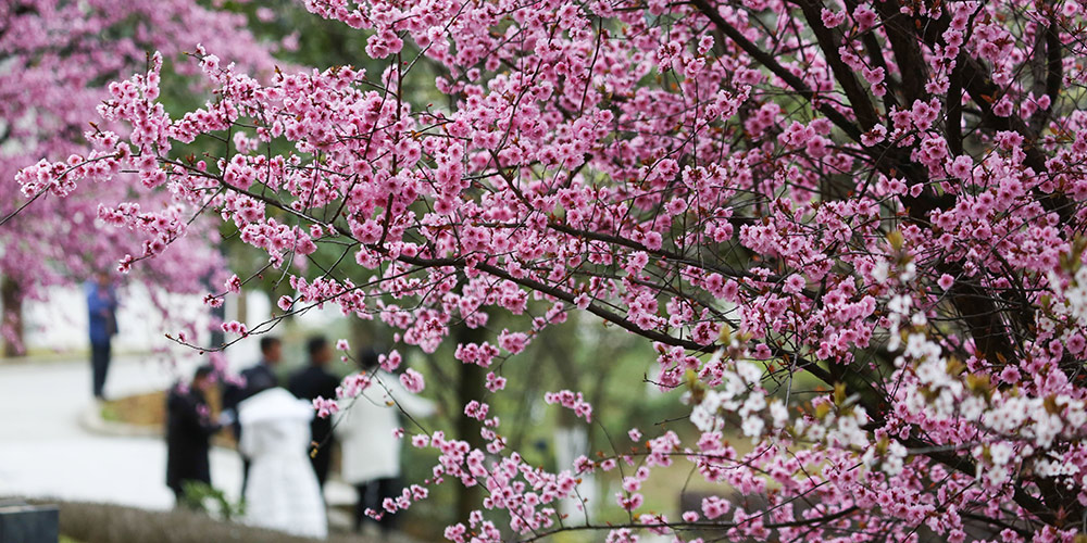 Fotos: Paisagens da primavera ao redor da China