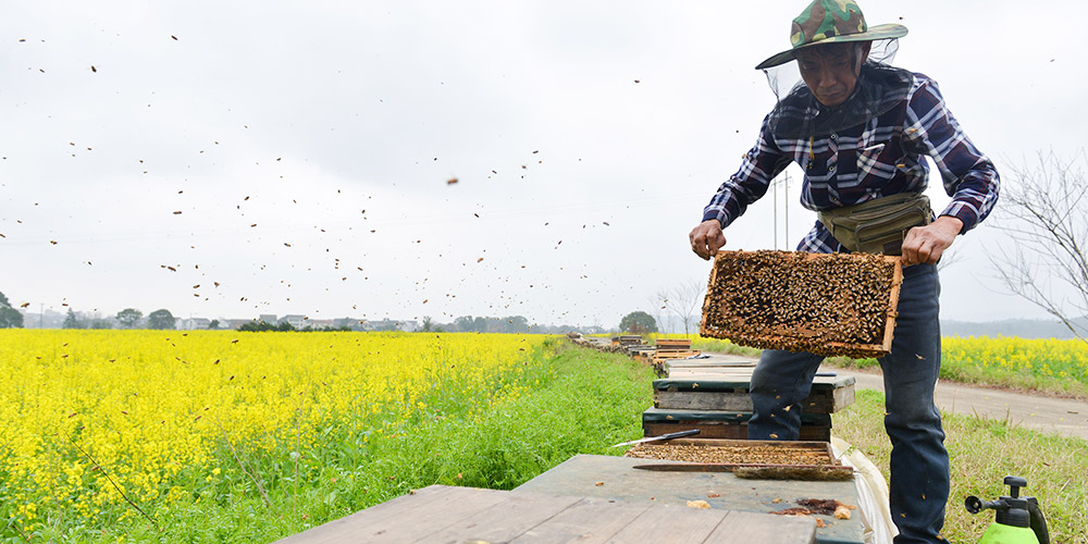 Apicultores coletam mel em Hunan, centro da China