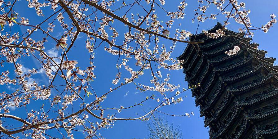 Cenário da primavera nas universidades de Pequim e Tsinghua