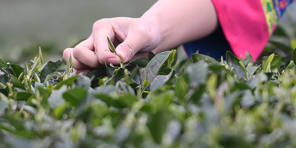 Cidade de Fujian impulsiona economia ao fortalecer indústrias relacionadas ao chá