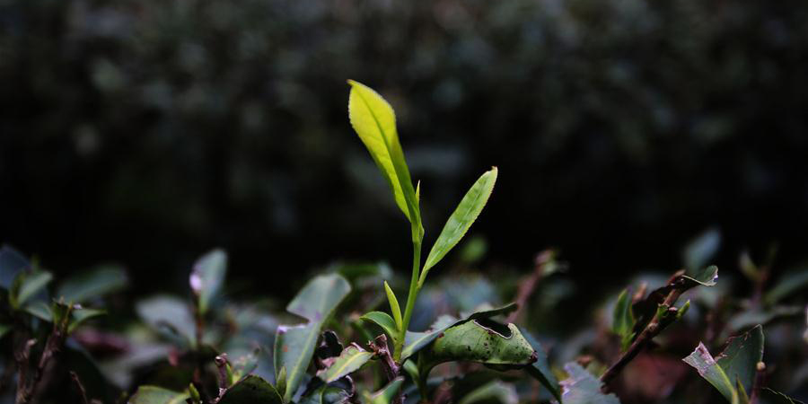 Plantações de chá em Wuyishan entram em temporada de colheita no próximo mês
