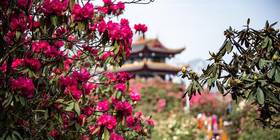 Flores de azaleia em Guizhou