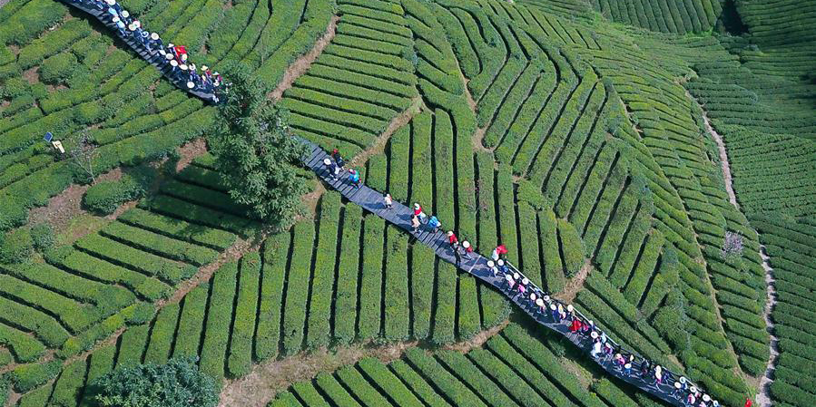 Chá da primavera entra na época de colheita em Hubei, centro da China