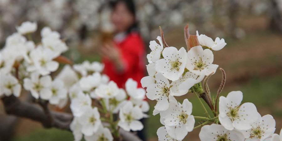 Paisagem das flores da primavera em toda a China
