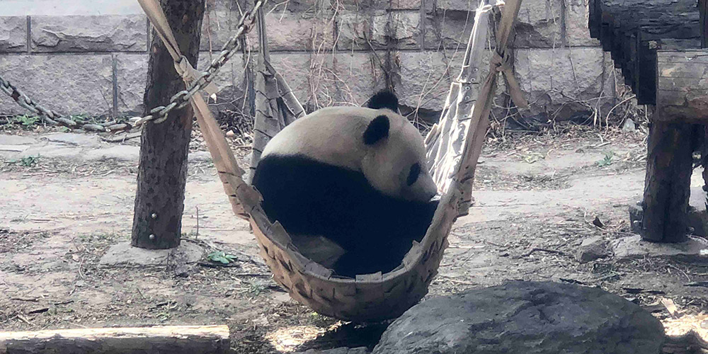 Pandas-gigantes no Zoológico de Beijing