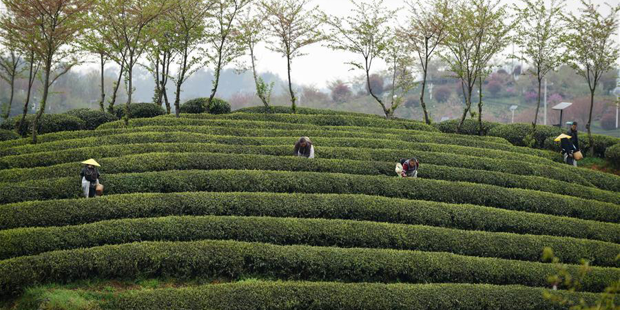 Agricultores colhem folhas de chá para produção do chá Mingqian em Guizhou