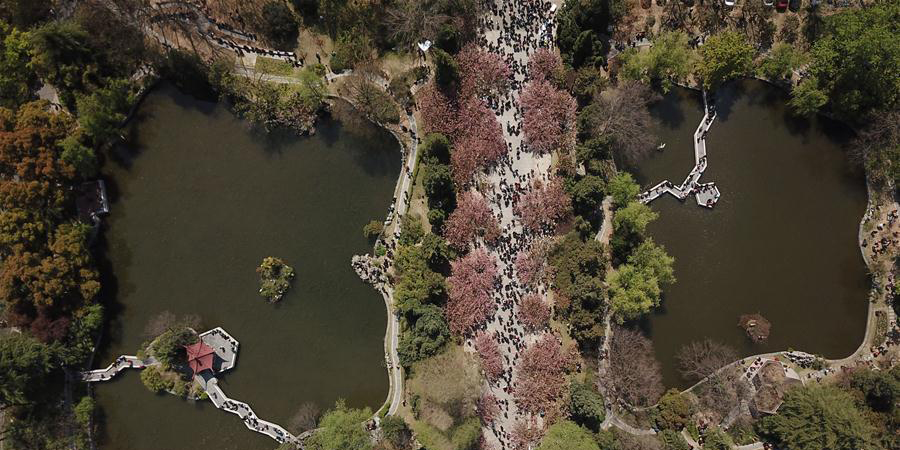 Visitantes apreciam flores de cerejeira na Universidade de Ciência e Tecnologia da China em Hefei, leste da China
