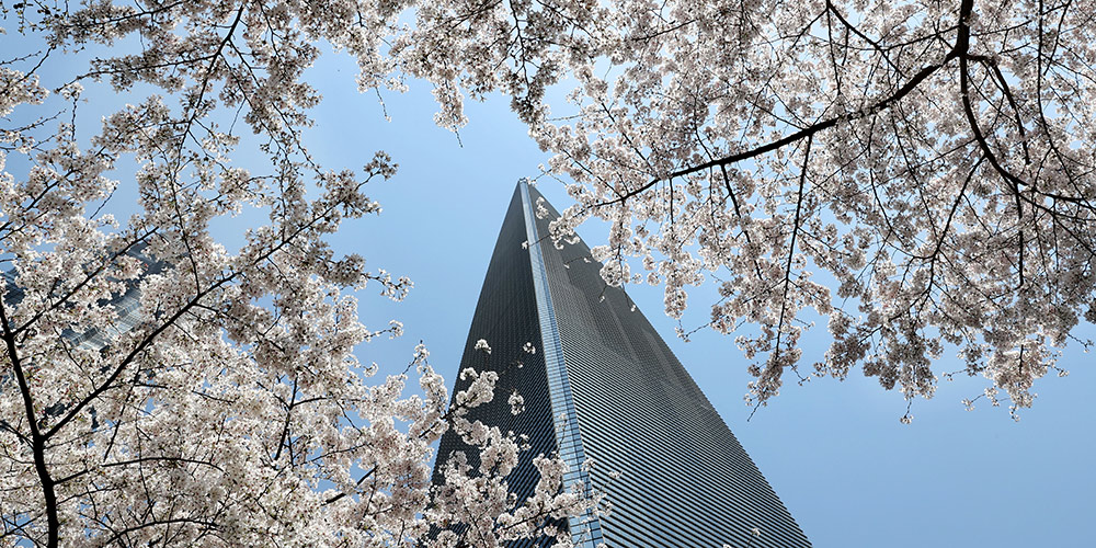 Galeria: Flores de cerejeira em Shanghai