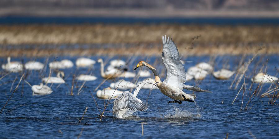 Galeria: Cisnes migratórios nadam na Reserva Baishi em Beipiao, noroeste da China