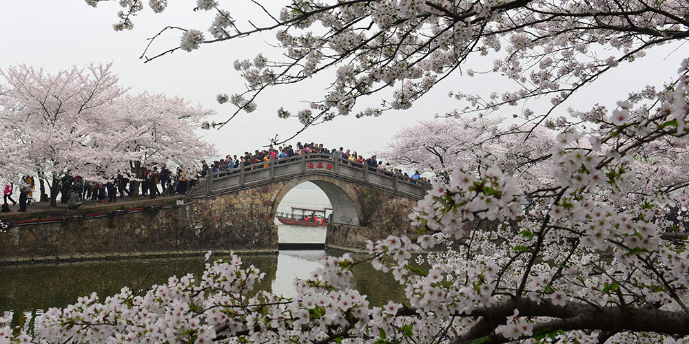 Fotos: Flores de cerejeira em floração em Jiangsu