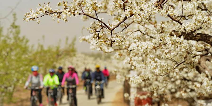 Pessoas apreciam flores de pêra em Hebei, norte da China
