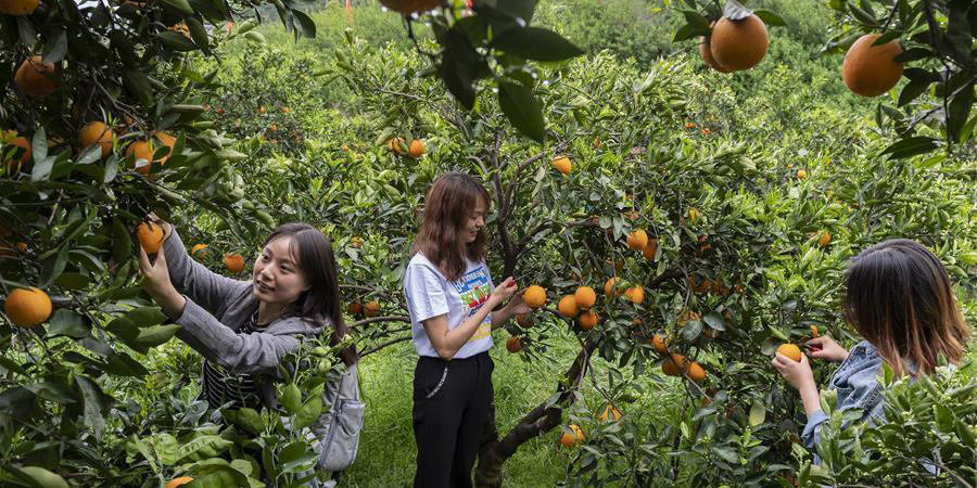 Pessoas colhem laranjas-de-umbigo em pomar de Hubei