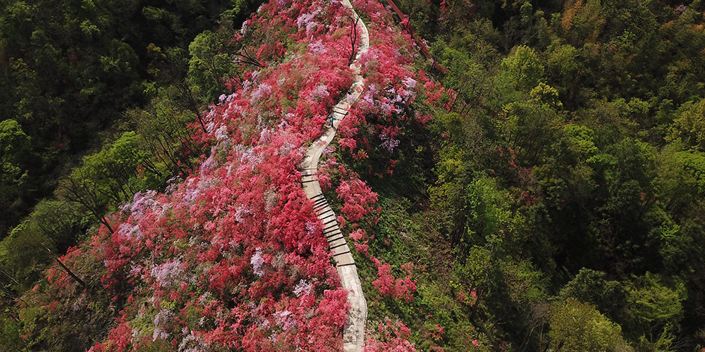 Paisagem das flores de azaleia em Tianxia, província de Anhui, leste da China