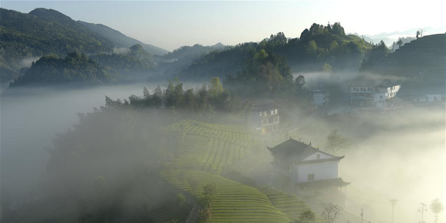 Plantação de chá encoberta por neblina na aldeia Wujiatai em Hubei, centro da China