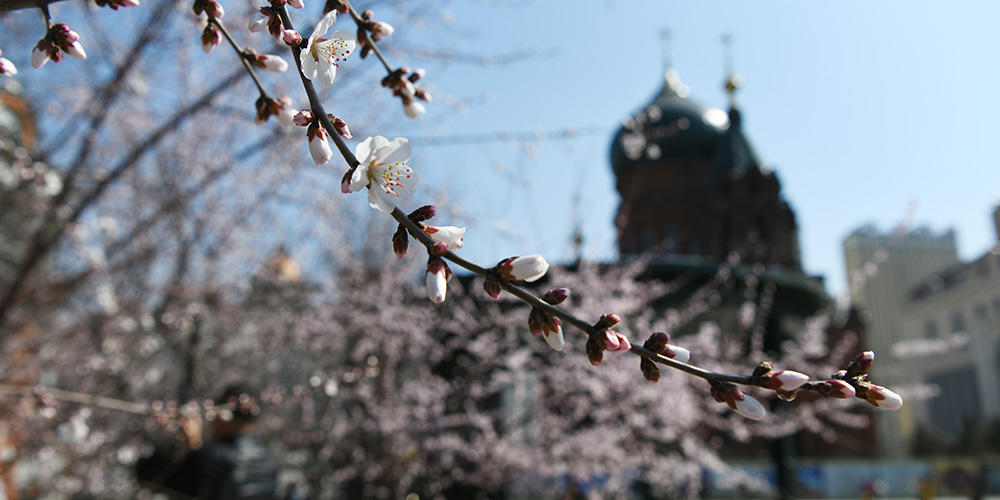 Fotos: primavera em Harbin
