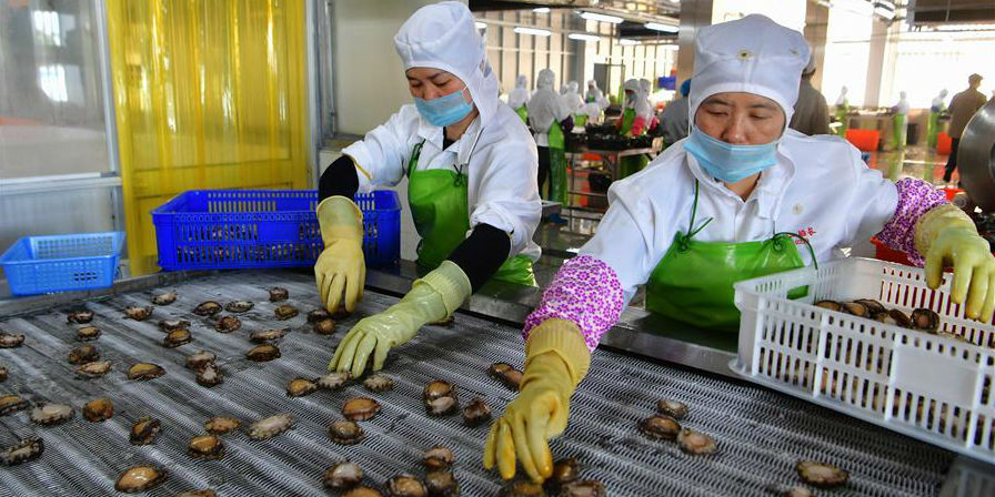 Lianjiang desenvolve criação abalones para se tornar indústria pilar local em Fujian, leste da China
