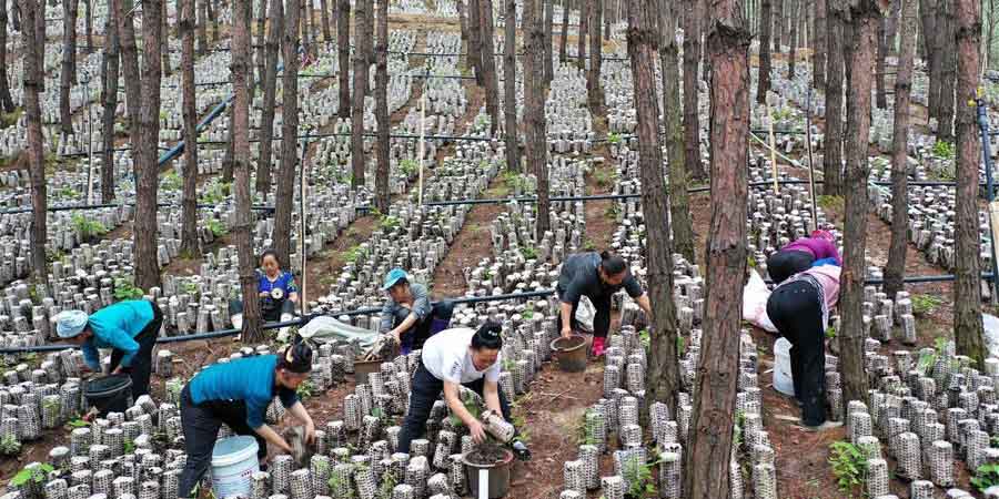 Distrito de Guizhou aproveita terras ociosas para cultivo de fungos comestíveis
