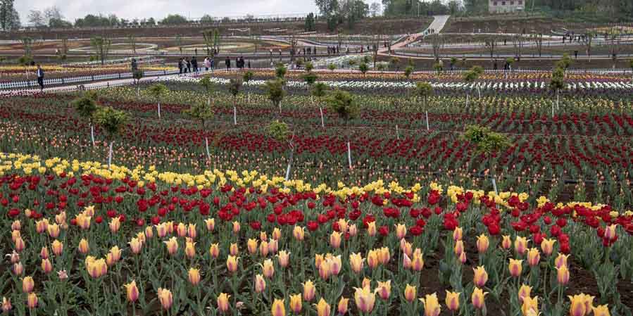 Turistas visitam campo de tulipas em Luonan, noroeste da China