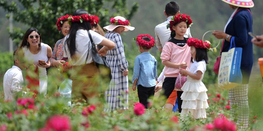 Vale de rosas de Xianglian em Yunnan atrai visitantes durante o feriado do Dia do Trabalho