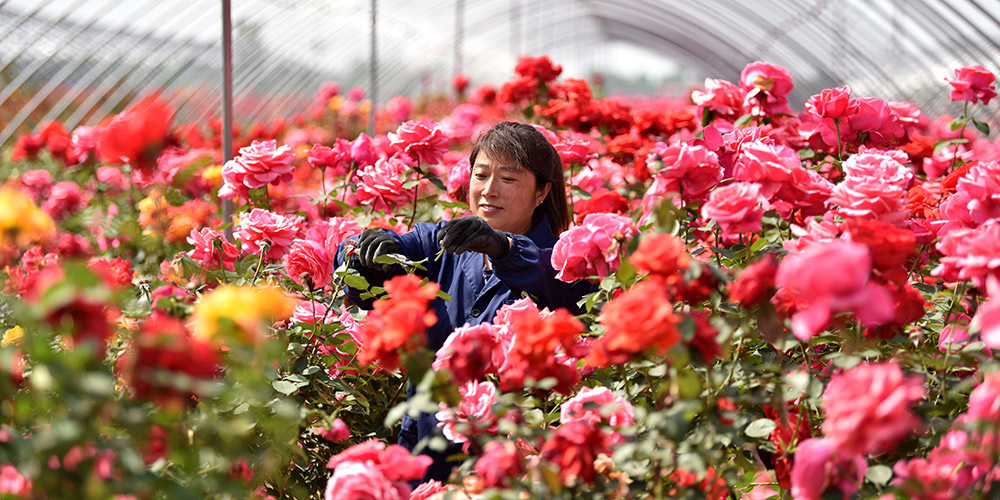 Base de plantio de flores em Hebei desenvolve vendas on-line e off-line e aumenta renda de aldeões