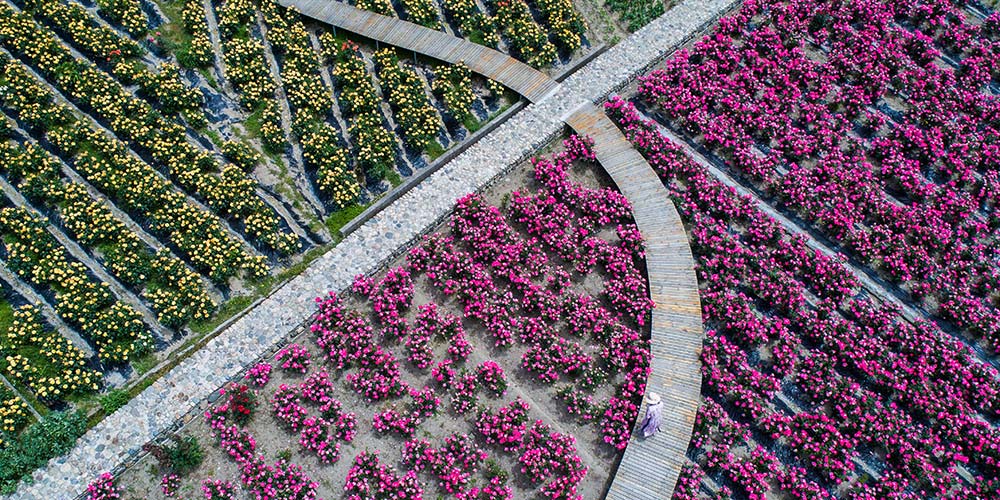 Jardim de rosas torna-se destino turístico rural em Hangzhou, leste da China