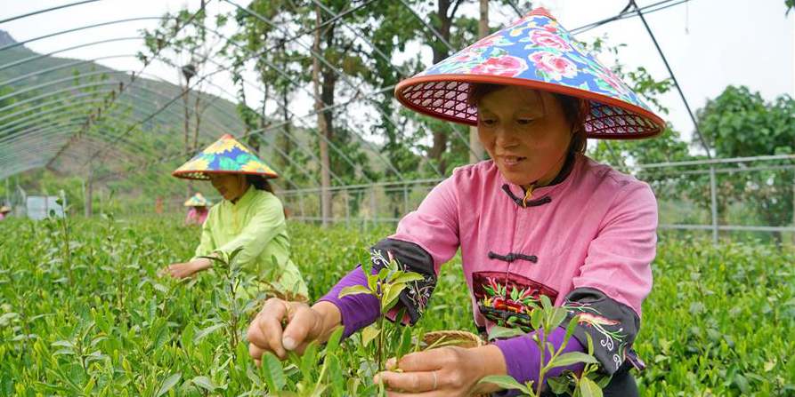 Plantação de chá tira aldeões da pobreza em Hebei