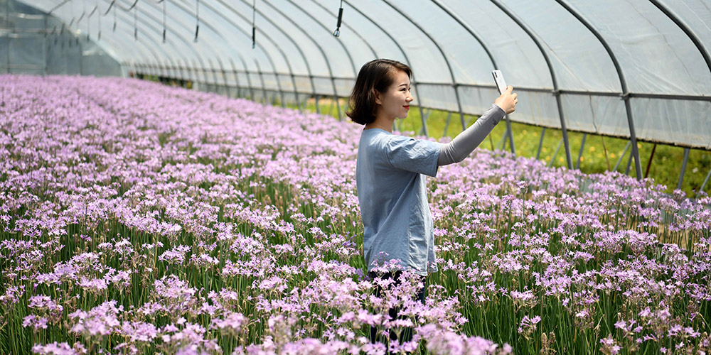 Agricultores encontram nova maneira de aumentar renda através da agricultura de ecolazer em Anhui