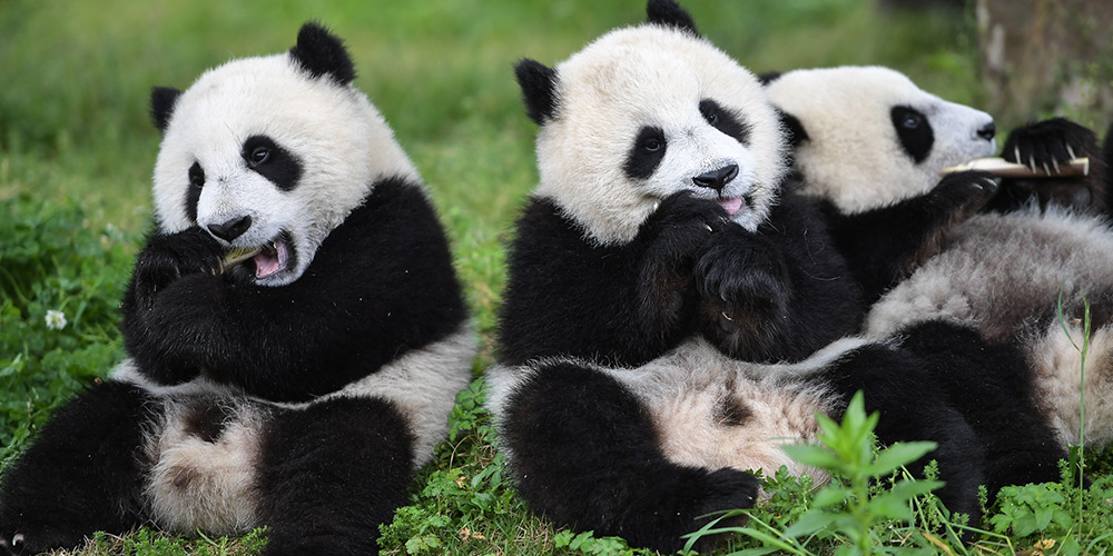 "Jardim de Infância do Panda-Gigante" em Sichuan, sudoeste da China